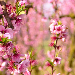Cherry Blossoms