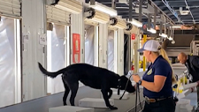 Dog Detector